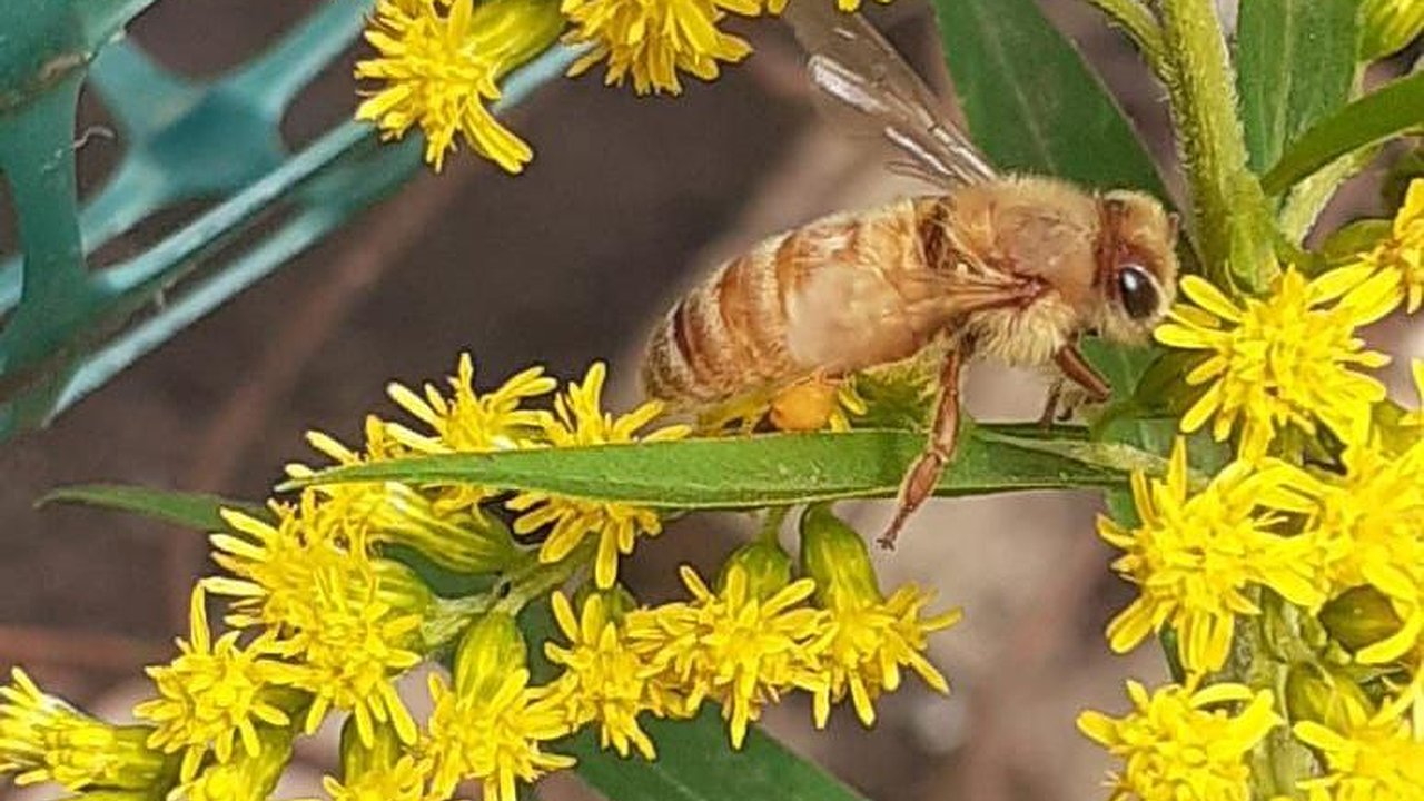 Главная картинка новости: Только цветочки: холодная весна может оставить Татарстан без ягод и меда