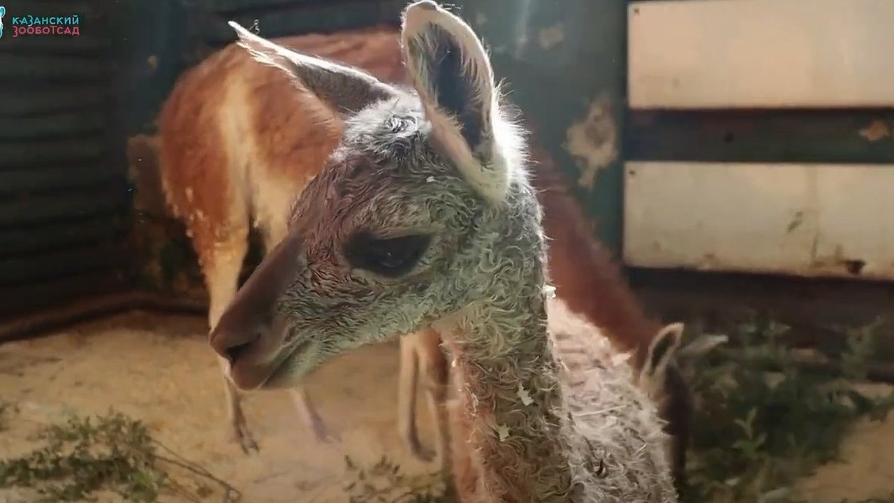 Главная картинка новости: В зооботсаду Казани у лам Лунтика и Лучи родился первенец (видео)