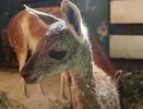 В зооботсаду Казани у лам Лунтика и Лучи родился первенец (видео)