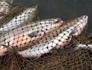 В Татарстане полицейские изъяли более 2 км рыболовных сетей 