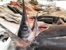 В Челнах обновят ярмарочные площадки на «Строителе» и ипподроме