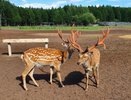 В Татарстане заготавливают корма для маралов 