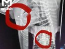 В Елабужском районе живодеры расстреляли собак