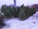 В Челнах начали работу елочные базары