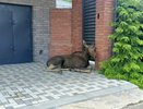 В Татарстане спасли лося, уставшего от городской суеты