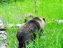 Глава Елабуги предупредил жителей о появившихся в лесу бурых медведях