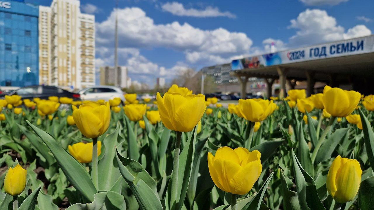 Главная картинка новости: В Челнах раньше срока зацвели тюльпаны (фото)