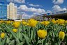 Миниатюра новости: В Челнах раньше срока зацвели тюльпаны (фото)