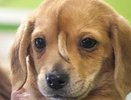 В США спасли щенка с хвостом на лбу