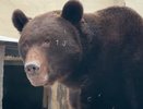 В зооботсаду Казани вышел из зимней спячки медведь Фома (видео)