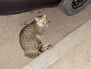 В Челнах живодер избил кота