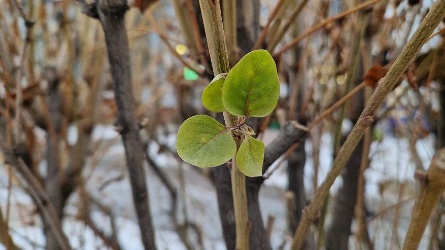 Главная картинка новости: Из-за аномальной погоды на деревьях в Челнах появилась листва (фото)