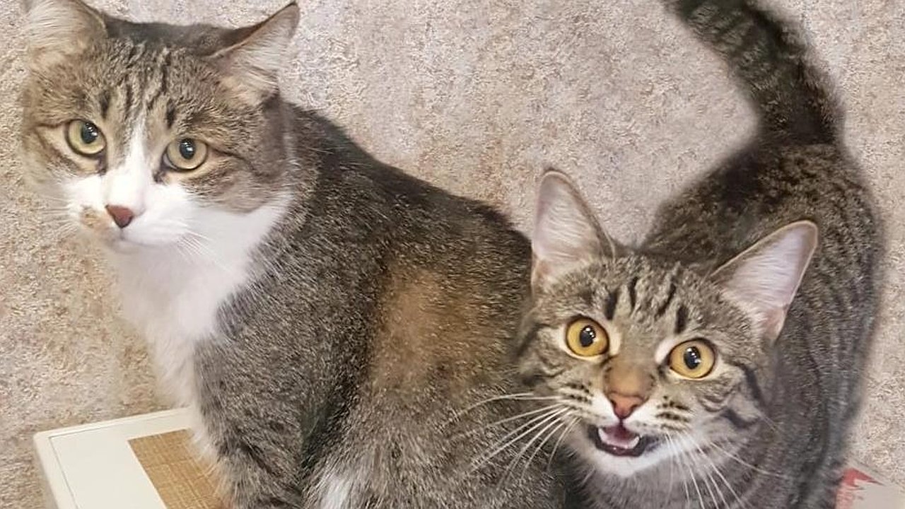 Главная картинка новости: Бешенство и клещи. От чего челнинцам нужно защищать питомцев и себя