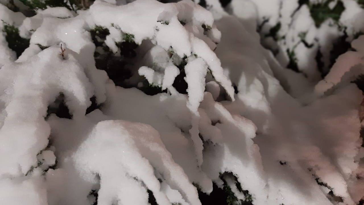 Главная картинка новости: В автограде под особую охрану возьмут хвойные деревья