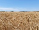 Посевная кампания в Татарстане подорожала на 2 млрд рублей