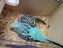 Попугаи из Органного зала Челнов снова стали родителями