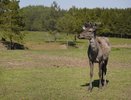 Из питомника в Татарстане выпустили на волю маралов