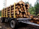 В Челнах бизнесмен перевозил древесину без оформления соответствующих документов
