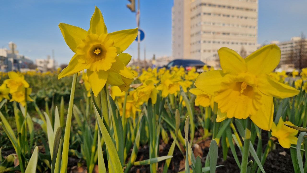 Главная картинка новости: На клумбах Челнов расцвели первые цветы (фото)