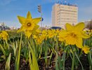 На клумбах Челнов расцвели первые цветы (фото)
