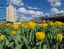 В Челнах высадили 150 тысяч луковиц тюльпанов