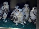 Минниханов попросил татарстанцев придумать имена птенцам сокола-балобана
