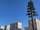 В Нижнекамске сотовую вышку «замаскировали» под сосну
