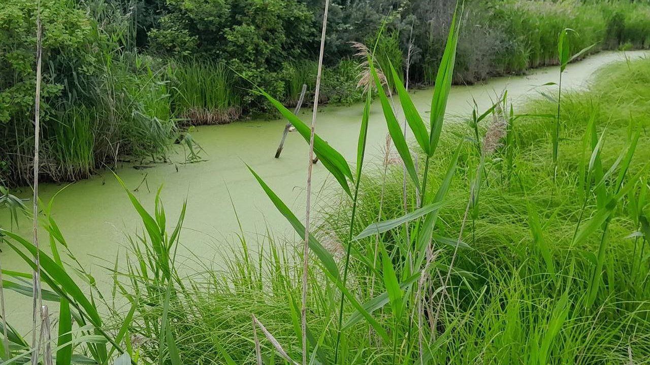 Главная картинка новости: В Челнах спасли женщину, увязшую в болоте