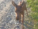 В Татарстане спасли лосенка, едва не утонувшего в болоте