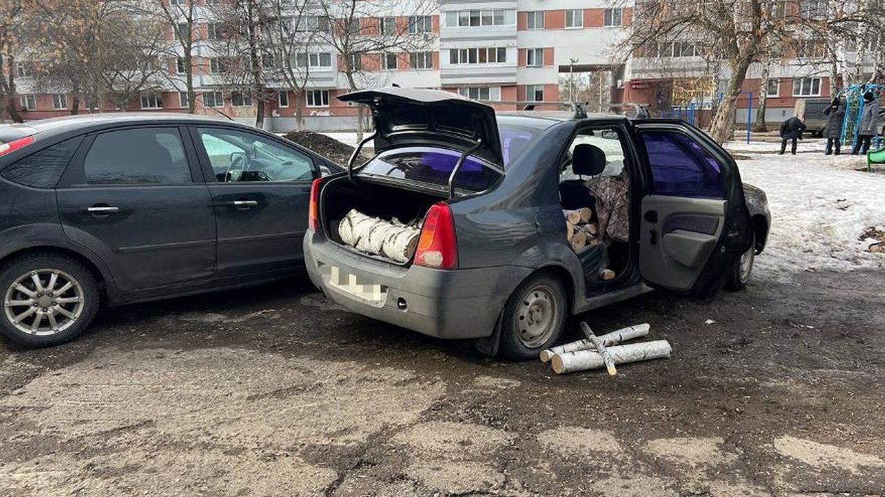 Главная картинка новости: Спиленные в 25 комплексе Челнов березы начали разбирать на дрова жильцы близлежащих домов