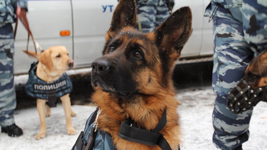 Главная картинка новости: Пытались провезти через Челны более 4 кг наркотиков