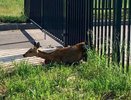 В заборе жилого комплекса в Челнах застряла косуля