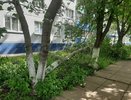 «А ведь это дерево могло упасть на человека!»