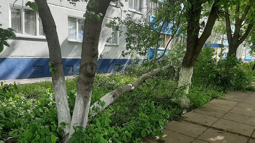 Главная картинка новости: «А ведь это дерево могло упасть на человека!»