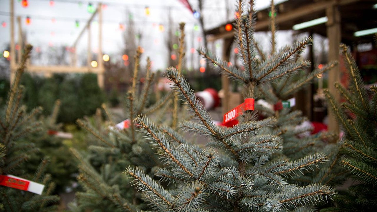 Главная картинка новости: 19-летний челнинец устроил несанкционированный елочный базар на ул. Татарстан