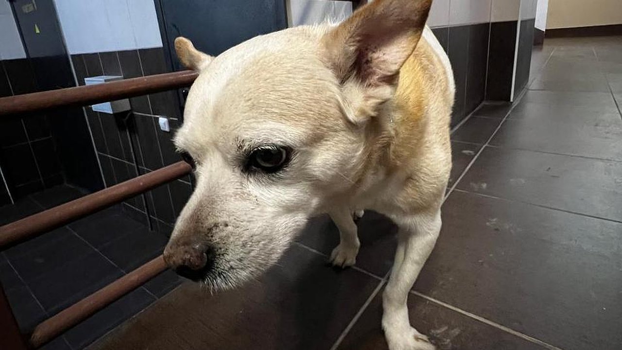 Главная картинка новости: Домашние и беспризорные: Татарстан занял четвертое место по числу нападений собак на людей