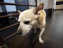 Домашние и беспризорные: Татарстан занял четвертое место по числу нападений собак на людей