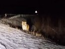 Ролик про тигра на Боровецком мосту в Челнах оказался фейком (видео)