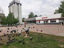 «Выкидывать голубям помои, это нормально?»