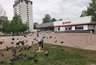 Миниатюра новости: «Выкидывать голубям помои, это нормально?»