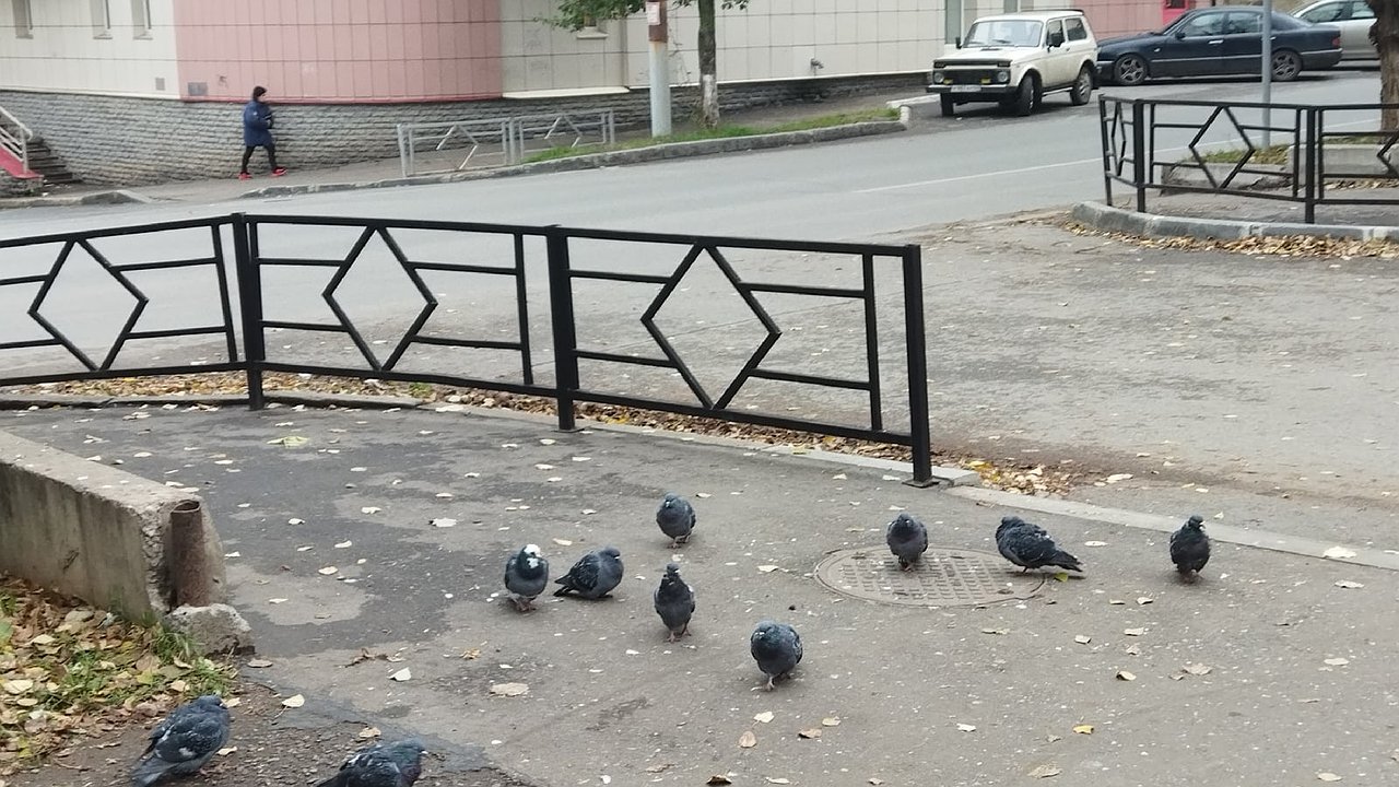 Главная картинка новости: Экологическая трагедия в Бугульме: загадочная смерть птиц