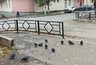 Миниатюра новости: Экологическая трагедия в Бугульме: загадочная смерть птиц