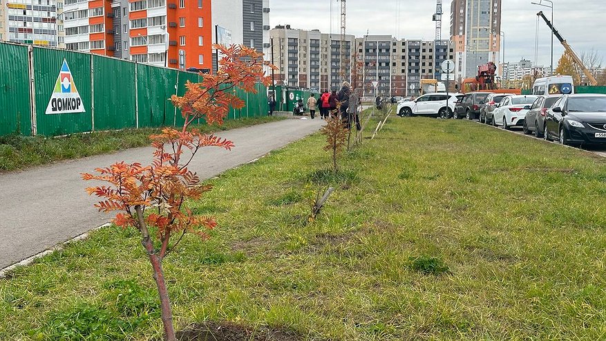 Главная картинка новости: Челны стали зеленее: в Замелекесье посадили 250 деревьев
