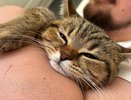 Как кошка "говорит", что ей больно: важные сигналы для хозяев, которые нельзя игнорировать