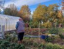 Осенью сыплю на грядки в теплице 1 стакан этого «порошка» — за зиму почва сама оздоравливается