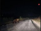 Крупный медведь замечен на дороге недалеко от Казани