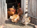 Яйценоскость вырастет в разы через 2 дня: достаточно добавить в питьевую воду одно средство — будут нестись даже самые "капризные" куры