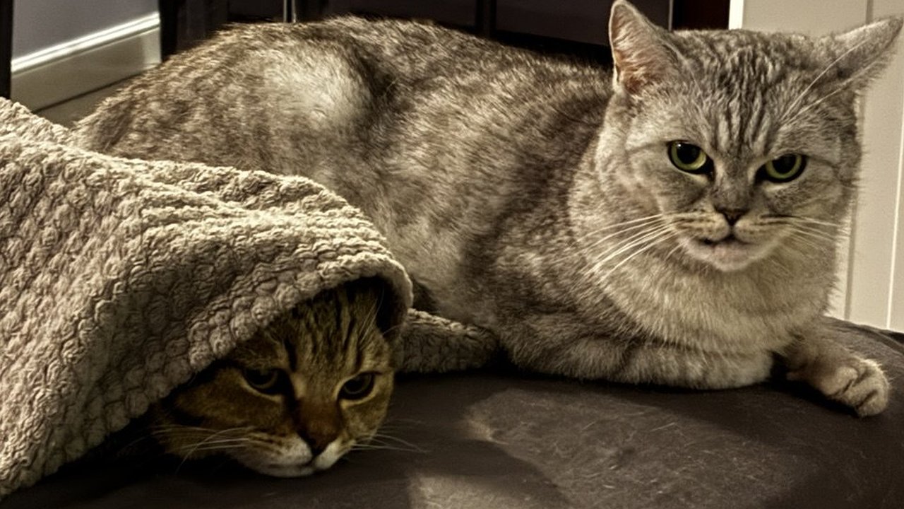 Главная картинка новости: Сколько раз в день нужно кормить кошку: запомните советы ветеринаров раз и навсегда