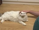 Какой породы кошку лучше выбрать или подарить пенсионеру: 3 идеальных компаньона для пожилых