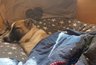 Миниатюра новости: Самые преданные: эти 5 пород собак, которые влюбляются в своих хозяев до беспамятства